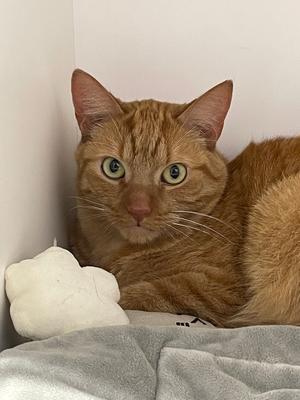 Carrot, adult, available for adoption