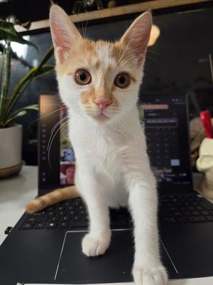 Antonio, kitten, available for adoption