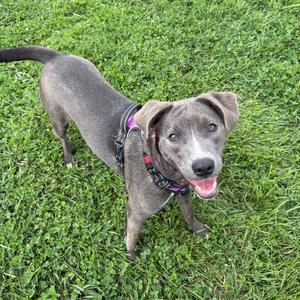 Lotus, Retriever, Labrador, adult, available for adoption