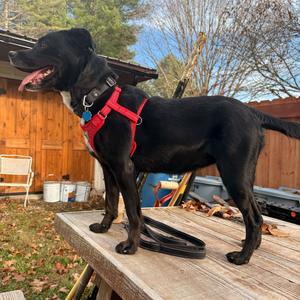 Sable, Retriever, Black Labrador, adult, available for adoption
