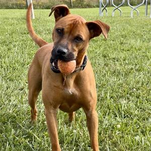 Zeus, Boxer, adult, available for adoption