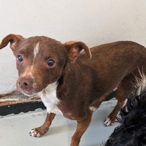 Charles, Chihuahua, adult, available for adoption