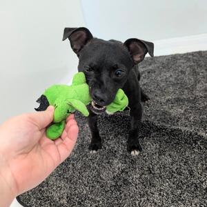 A black dog holding a green toy in its mouth while a hand holds the other end of the toy.