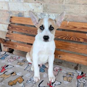 Balboa, Cattle Dog, Australian (Red Heeler), puppy, available for adoption