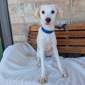 A white dog with a blue collar sitting on a white blanket on a wooden bench.