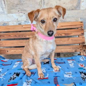 Clay, Spaniel, adult, available for adoption