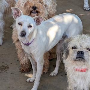 Three dogs standing together, with a white dog in the foreground and two other dogs behind it.
