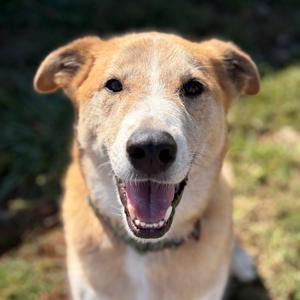 CLYDE, Husky, adult, available for adoption