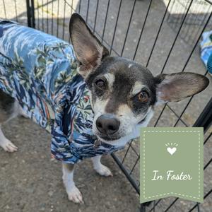 A dog wearing a blue floral shirt standing behind a fence with a sign that says "In Foster".