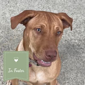 A brown dog with floppy ears and blue eyes, wearing a collar, looking directly at the camera. The background is a gray, textured surface. In the bottom left corner, there is a green square with a white heart and the text "In Foster".