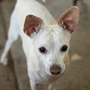 A white dog with large ears and dark eyes looking directly at the camera.