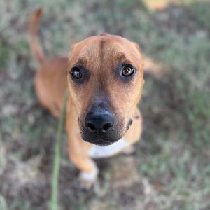 A brown dog with a black nose and expressive eyes looking up at the camera, standing on grass.