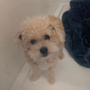 A small, fluffy, light-colored dog with dark eyes and nose standing on a white surface next to a dark blue blanket.