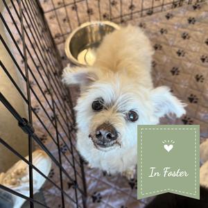 Aku, Poodle, Miniature, senior, available for adoption