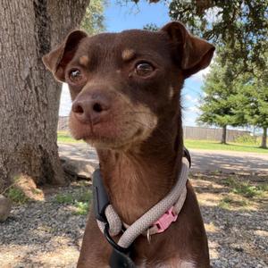 BROWNIE, Chihuahua, adult, available for adoption