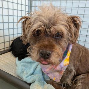 Coco, Terrier, Wheaten, senior, available for adoption