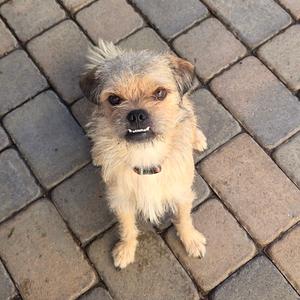 a small dog with scruffy fur standing on a brick pavement