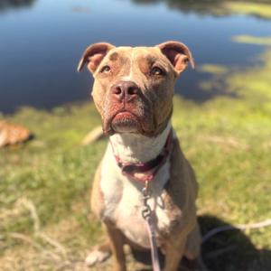 A brown and white dog with a red collar sitting on grass near a pond.