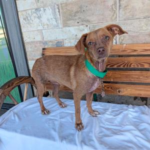 Asia, Chihuahua, adult, available for adoption
