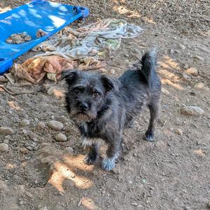 Bones, Terrier, Wirehaired, adult, available for adoption