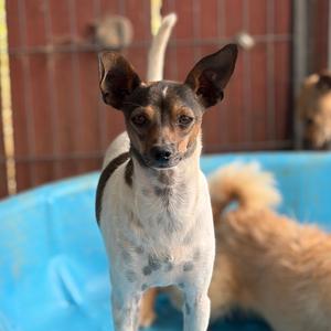 Chopper, Terrier, Rat, adult, available for adoption