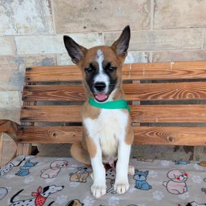 Apollo, Cattle Dog, Australian (Red Heeler), puppy, available for adoption