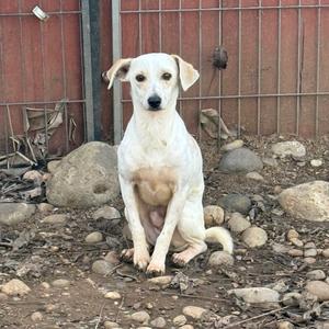 A white dog with floppy ears sitting on a rocky ground in front of a red fence.