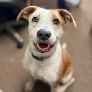 Banner, Terrier, adult, available for adoption
