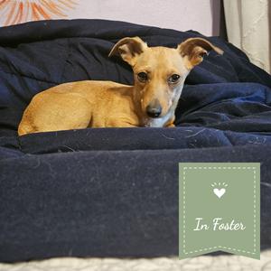 CHIQUITA, Chihuahua, adult, available for adoption