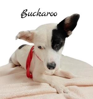 A white and black dog with a red collar lying on a beige blanket. The dog has a black patch over its right eye and ear. The word 'Buckaroo' is written in cursive above the dog.