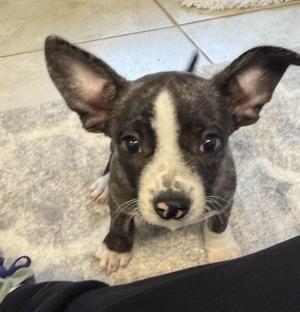 Boston, Boston Terrier, puppy, available for adoption