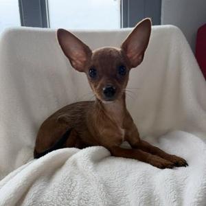 Sukae, Chorkie, puppy, available for adoption