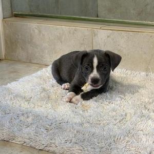 A black and white puppy lying on a fluffy white rug.