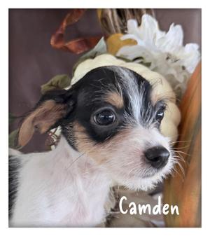 Camden, Chihuahua, puppy, available for adoption