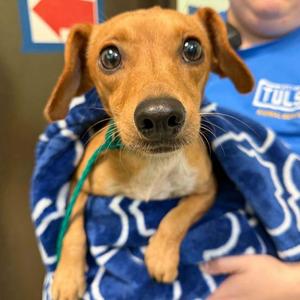 Snaffle, Dachshund, adult, available for adoption