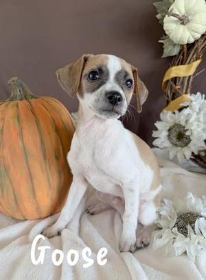 Goose, Chiweenie, puppy, available for adoption