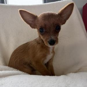 Roberts, Chorkie, puppy, available for adoption