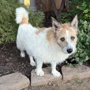 George, Parson Russell Terrier, adult, available for adoption