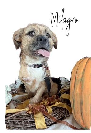 Milagro, Brussels Griffon, young, available for adoption