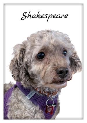 Shakespeare, Miniature Poodle, senior, available for adoption