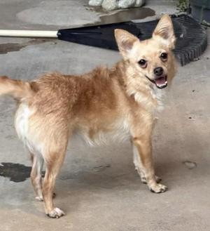 A small, light brown dog with a fluffy coat and perked-up ears is standing on a concrete surface. The dog appears to be smiling with its mouth open, showing its teeth. Its tail is slightly raised, and it seems to be in a playful or happy mood. The background includes a black object, possibly a tarp or a piece of equipment, and some scattered debris.