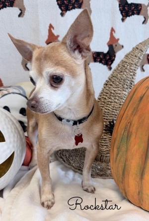 Rockstar, Chihuahua, senior, available for adoption