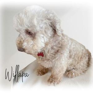 A fluffy white dog with curly fur sitting on a white surface. The dog has a red collar with a tag and is looking to the side. The name "Willapa" is written in cursive on the left side of the image.