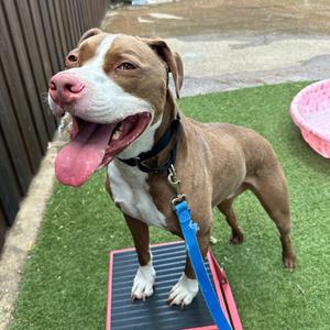 Osiris, Terrier, Pit Bull, adult, available for adoption