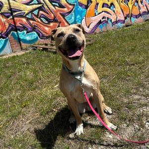 Kendra, Terrier, Pit Bull, adult, available for adoption
