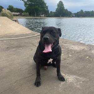 A black dog sitting on a concrete surface near a body of water, with its mouth open and tongue out.