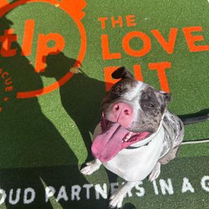 Albert, Terrier, Pit Bull, adult, available for adoption