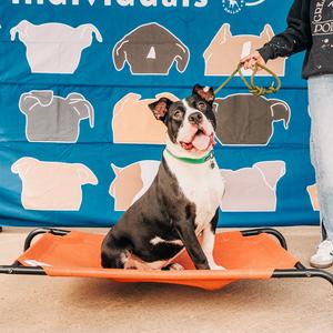 Arnold, Terrier, Pit Bull, adult, available for adoption