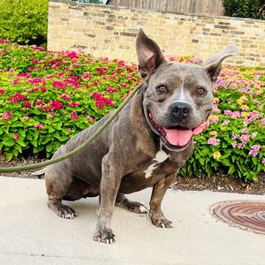 Pepper Pickle Bottoms, Terrier, Pit Bull, adult, available for adoption