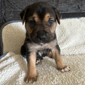 Orville, Terrier, Pit Bull, puppy, available for adoption